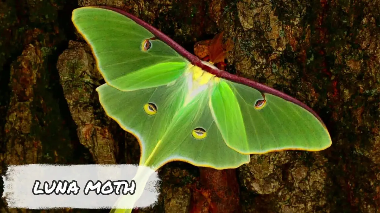 10 گونه از زیباترین و رنگارنگ ترین شب پره های جهان