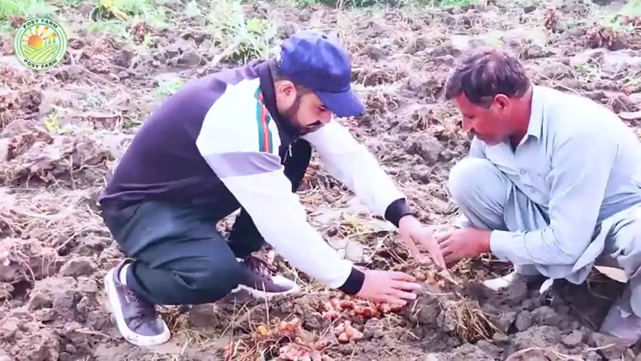 زردچوبه چگونه در هند کشت، برداشت و فرآوری می شود؟