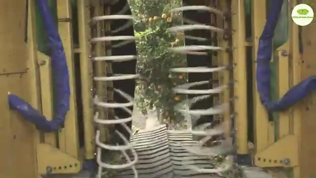 چگونه ایتالیایی ها صدها تن لیمو را برداشت و فرآوری می کنند؟