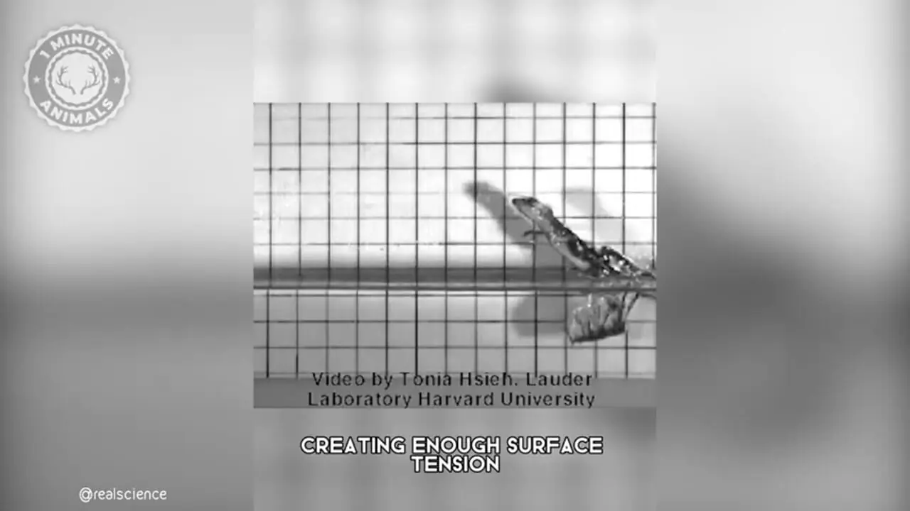 باسیلِسک سبز؛ مارمولکی که روی آب راه می رود!