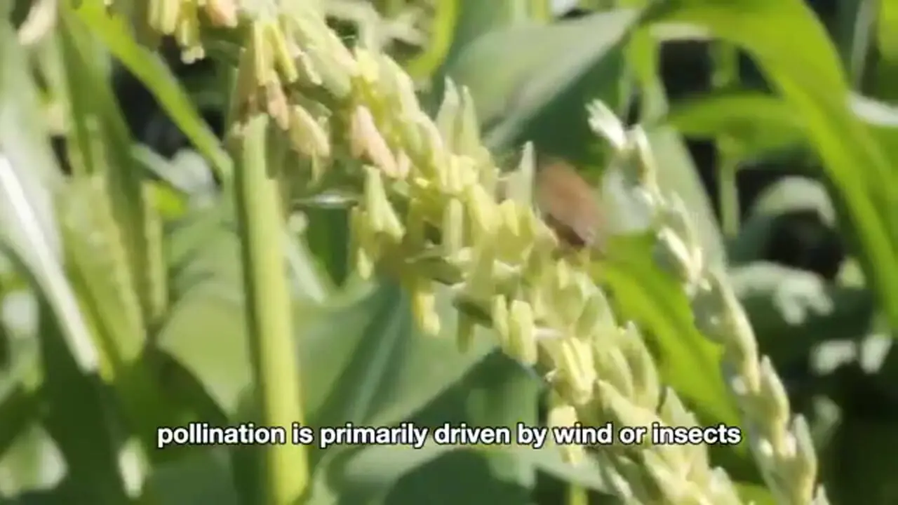 چگونه آمریکایی صدها تن ذرت را برداشت و فرآوری می کنند؟