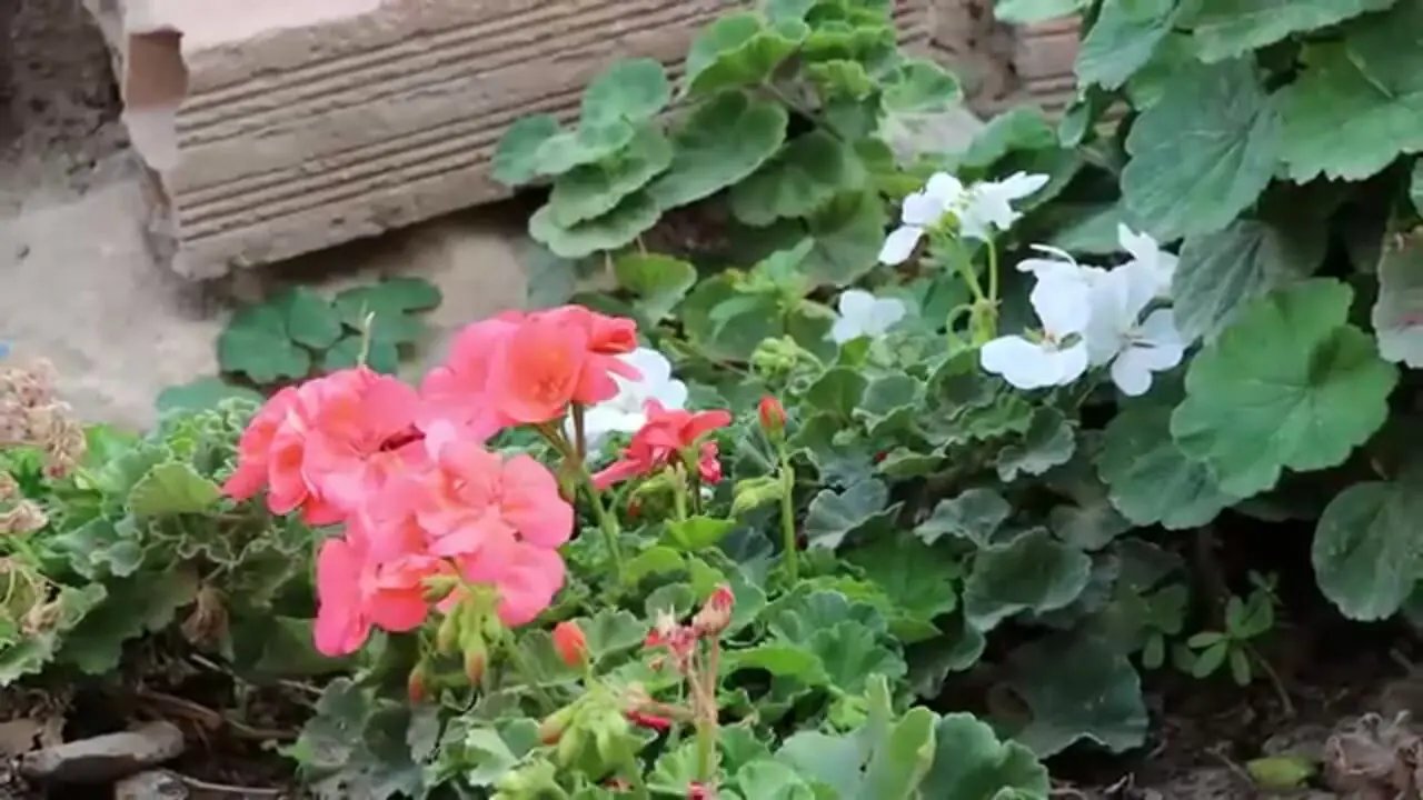 غذای روستایی در ایران؛ پخت نان سنتی و عدسی برای صبحانه
