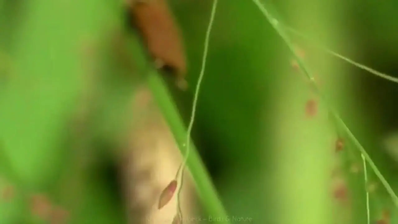 10 گونه از زیباترین سوسک های دنیا که احتمالا ندیده اید!