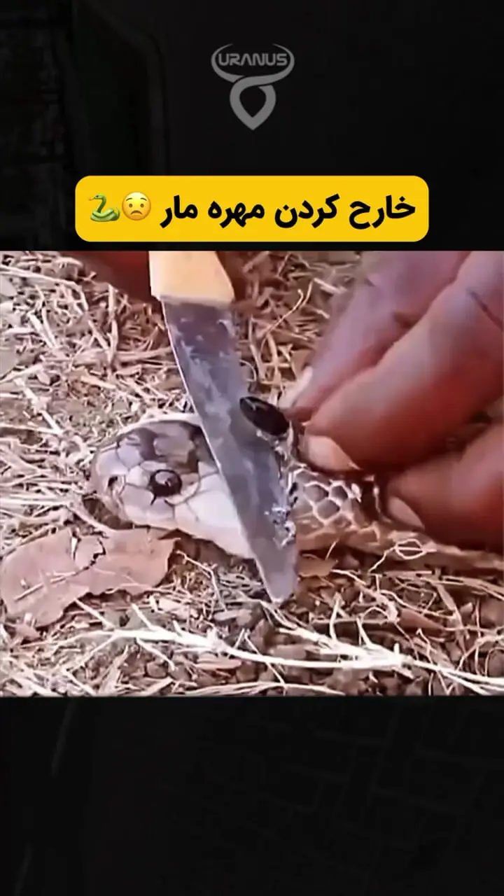 ببینید؛ لحظه خارج کردن «مهره مار» از روی سر شاه کبرا