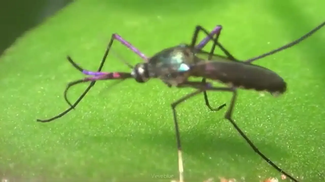 3 گونه از زیباترین پشه های دنیا که شما را شگفت زده می کنند!