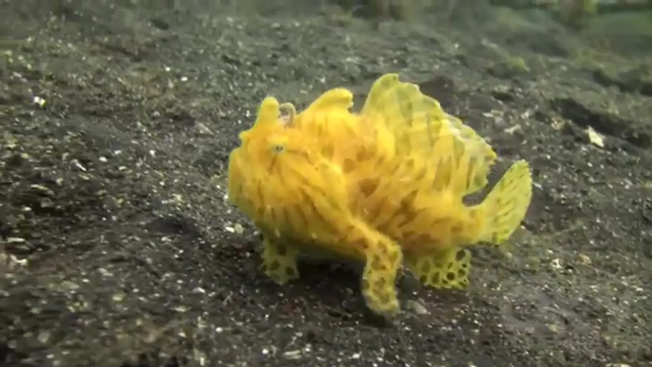 چند گونه ماهی عجیب که در اعماق اقیانوس ها راه می روند!