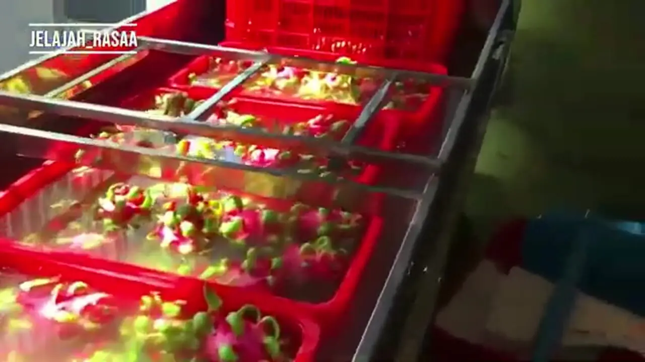 چگونه کشاورزان تایلندی هزاران تن دراگون فروت را برداشت می کنند؟