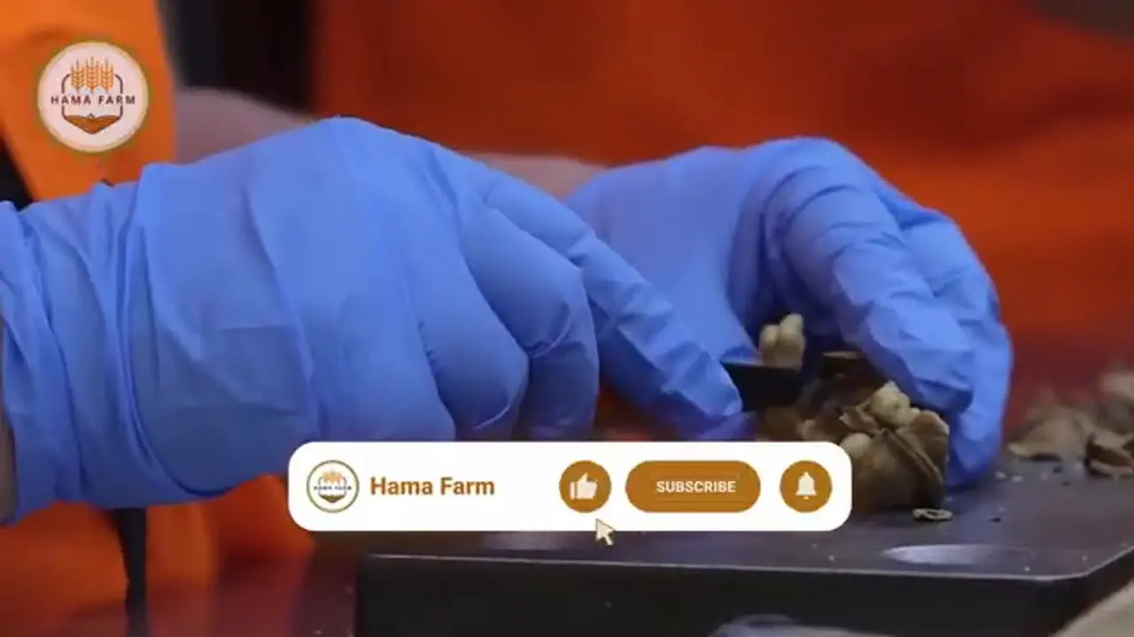 چگونه صدها تن رامبوتان برداشت و در تایلند فرآوری می‌شود؟