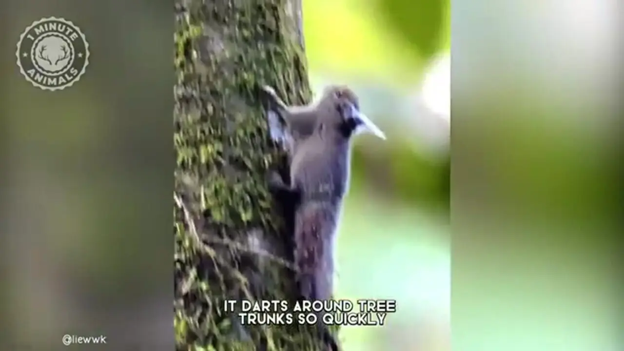 سنجاب کوتوله کاکل‌دار؛ کوچک ترین گونه سنجاب در دنیا