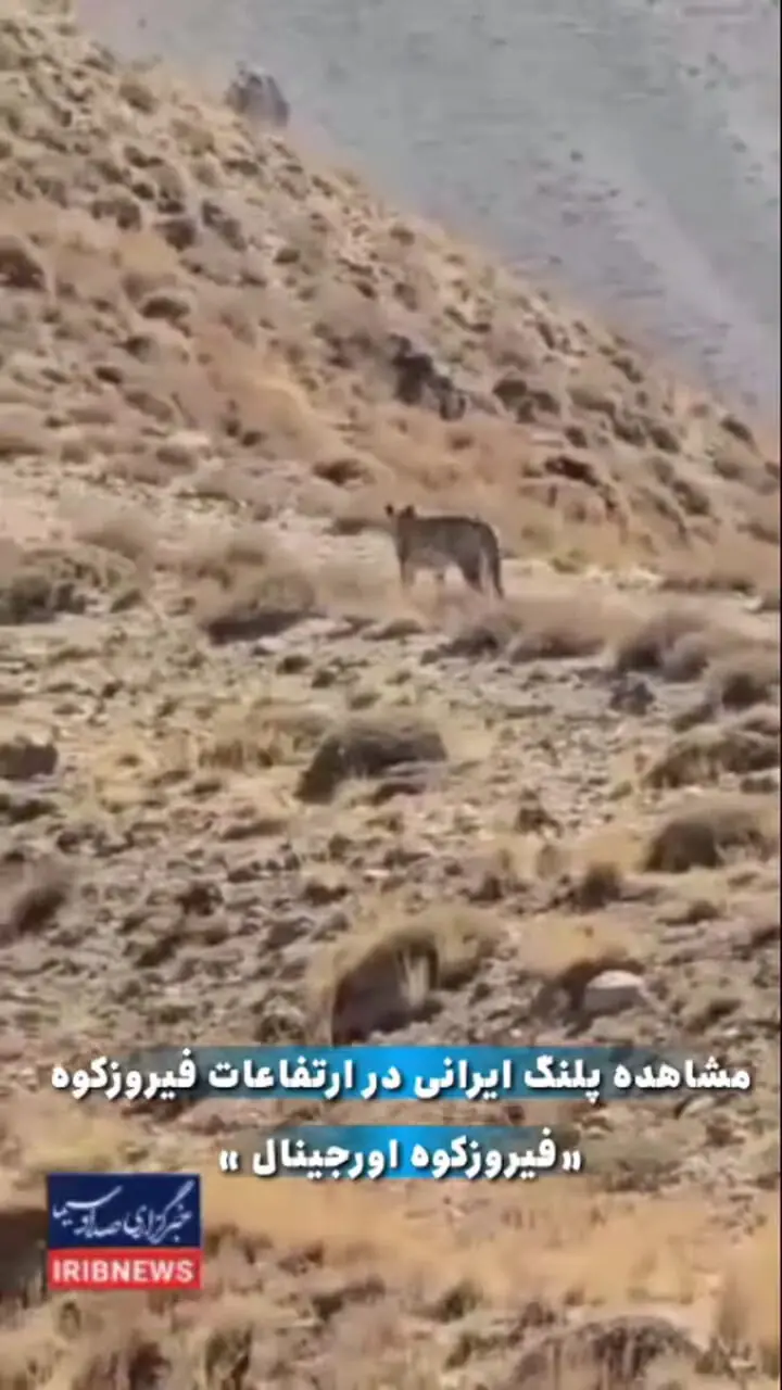 ببینید؛ دیده شدن حیوان درحال انقراض در تهران؛ راه رفتن این زیبای وحشی را ببینید