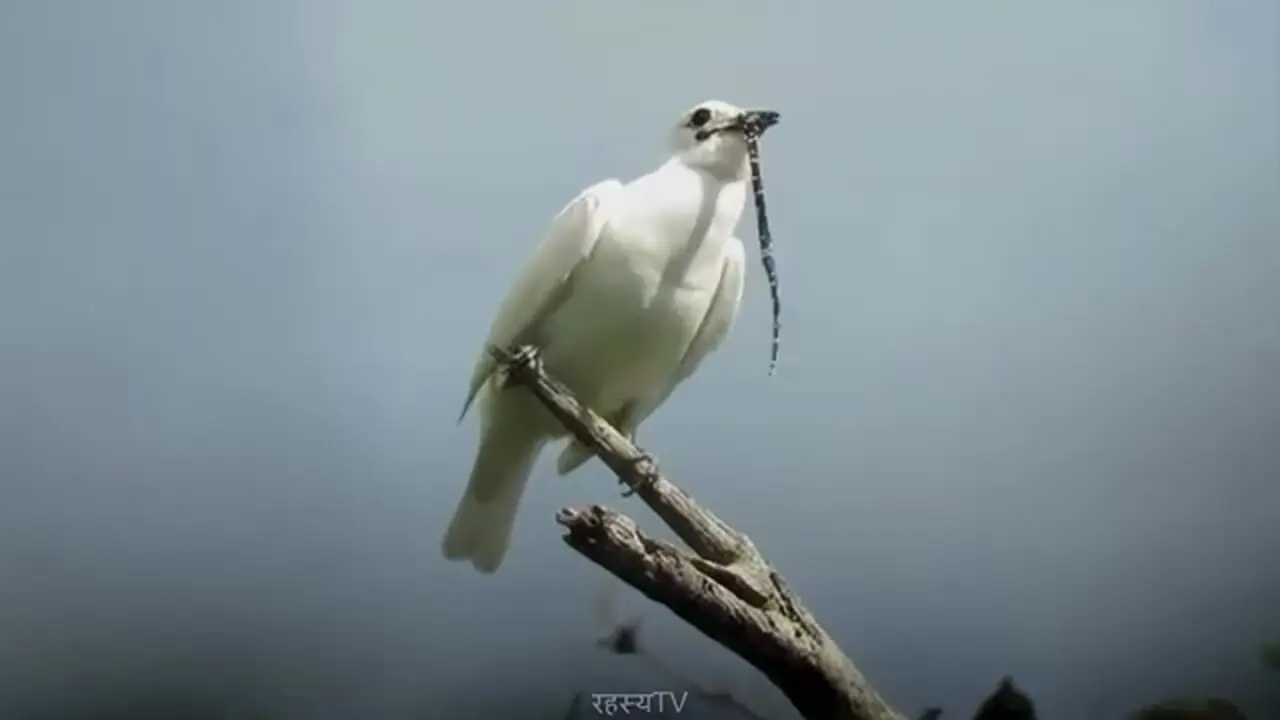 زنگ‌مرغ سفید؛ پرنده ای که مانند اره برقی صدا تولید می کند