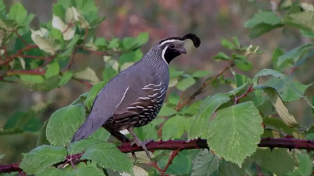 10 گونه از زیباترین و رنگارنگ ترین بلدرچین های جهان