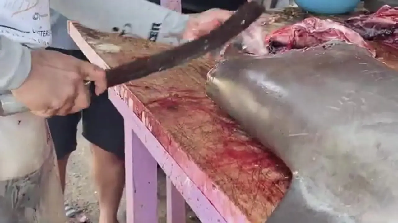 برش ماهرانه کوسه سرچکشی غول پیکر صید شده در سریلانکا