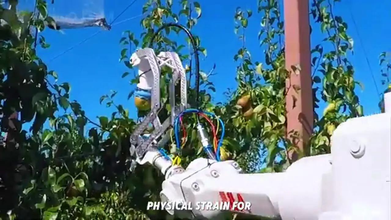 فرآیند تماشایی برداشت هزاران تن گلابی در باغات کالیفرنیا آمریکا