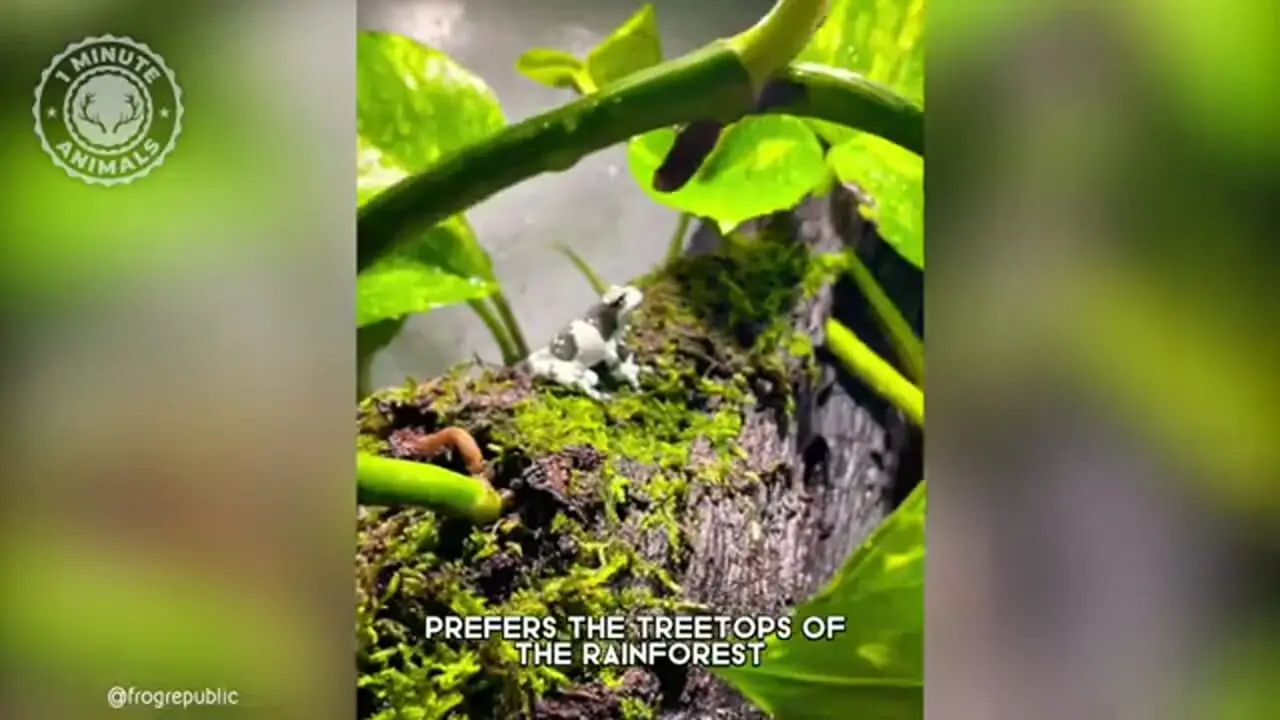 قورباغه شیری آمازون؛ قورباغه ای بامزه شبیه به شخصیت های کارتونی!