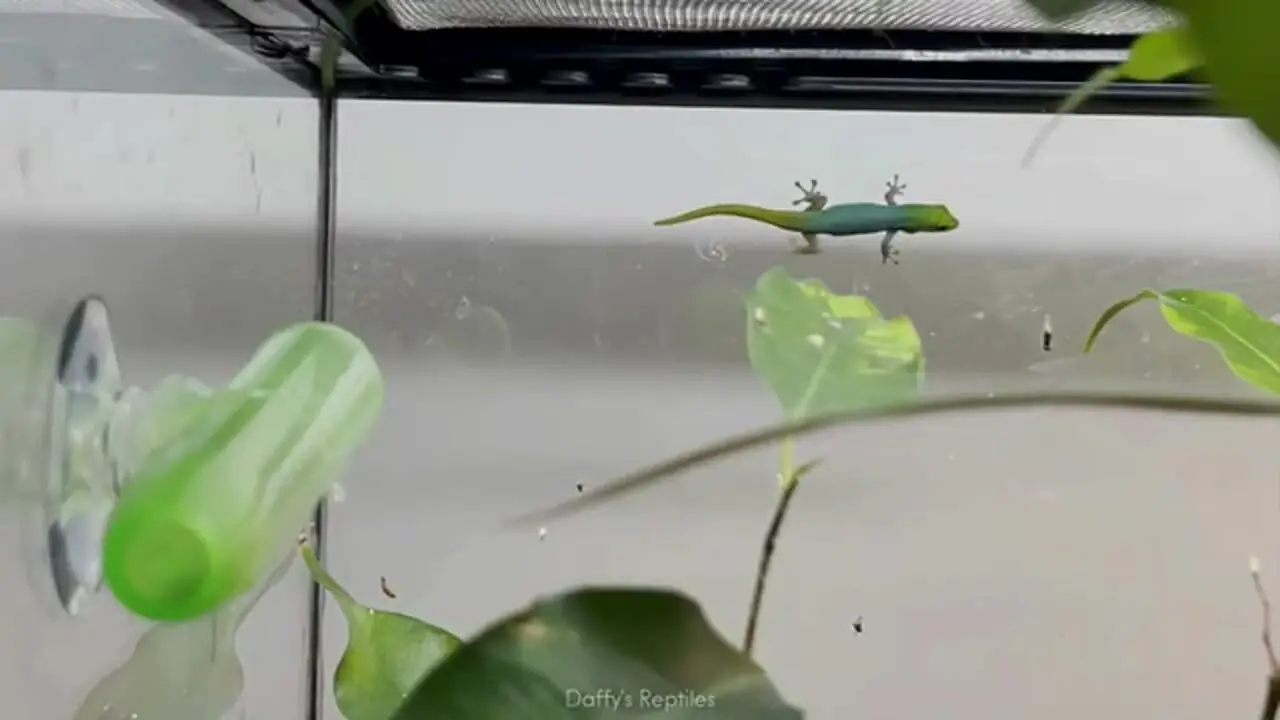 10 گونه از شگفت انگیزترین و رنگارنگ ترین مارمولک های جهان