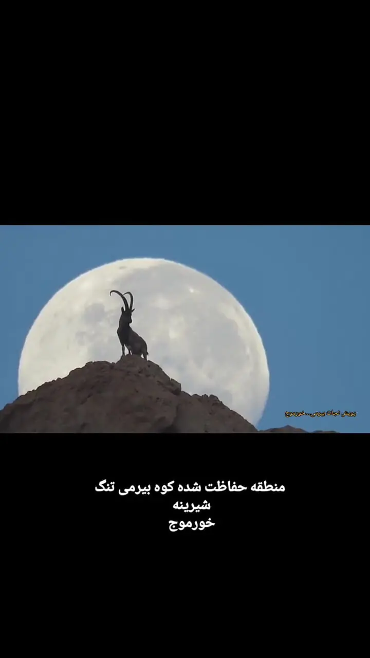 ببینید؛ تصویری دیدنی از بز کوهی و ماه در نزدیکی خورموج