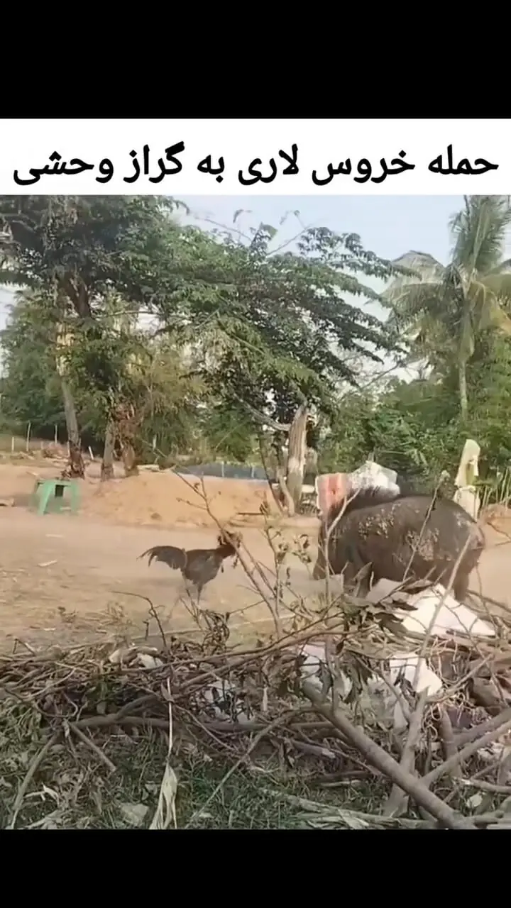 ببینید؛ نبرد شجاعانه خروس لاری با گراز