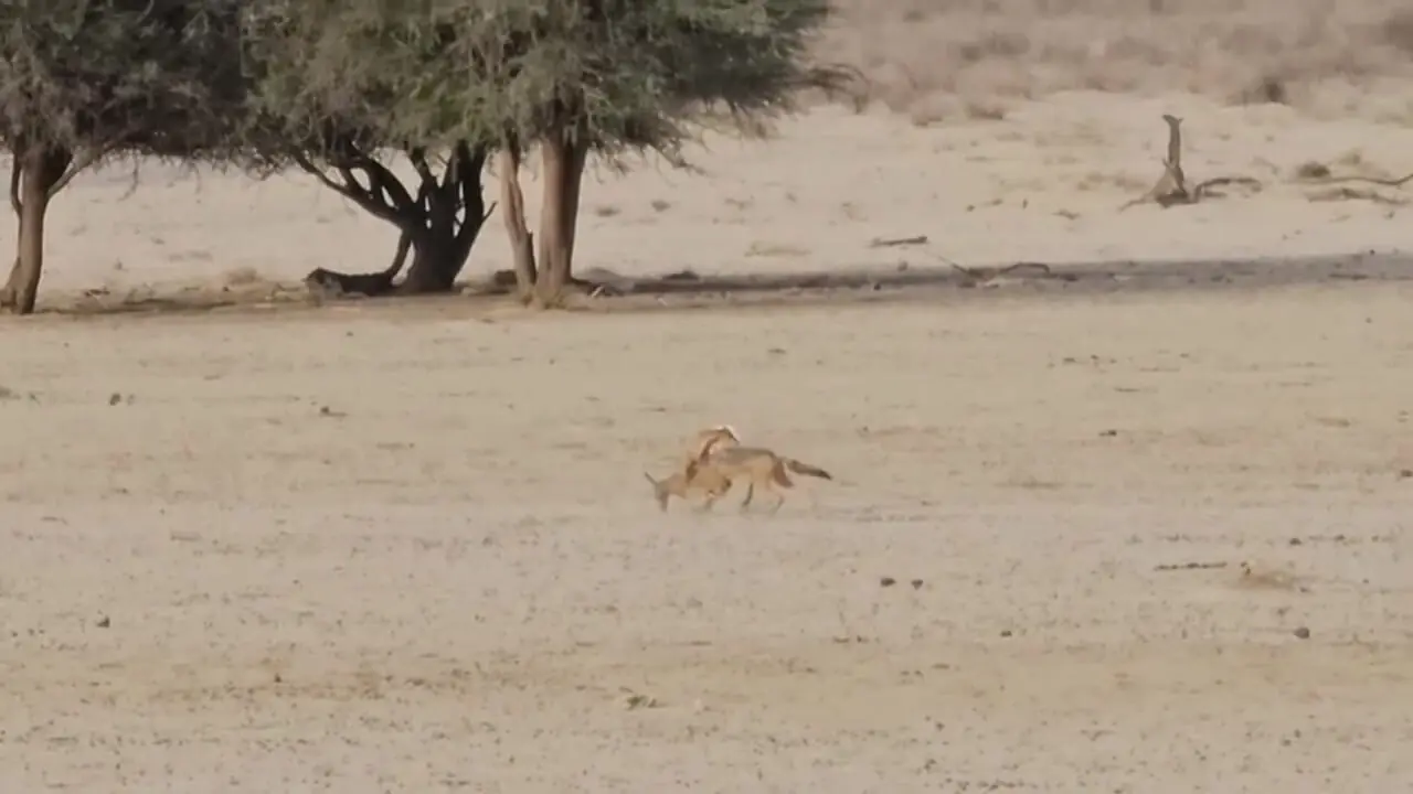 اشتباه مهلک غزال در برابر شغال؛ مبارزه به جای فرار!