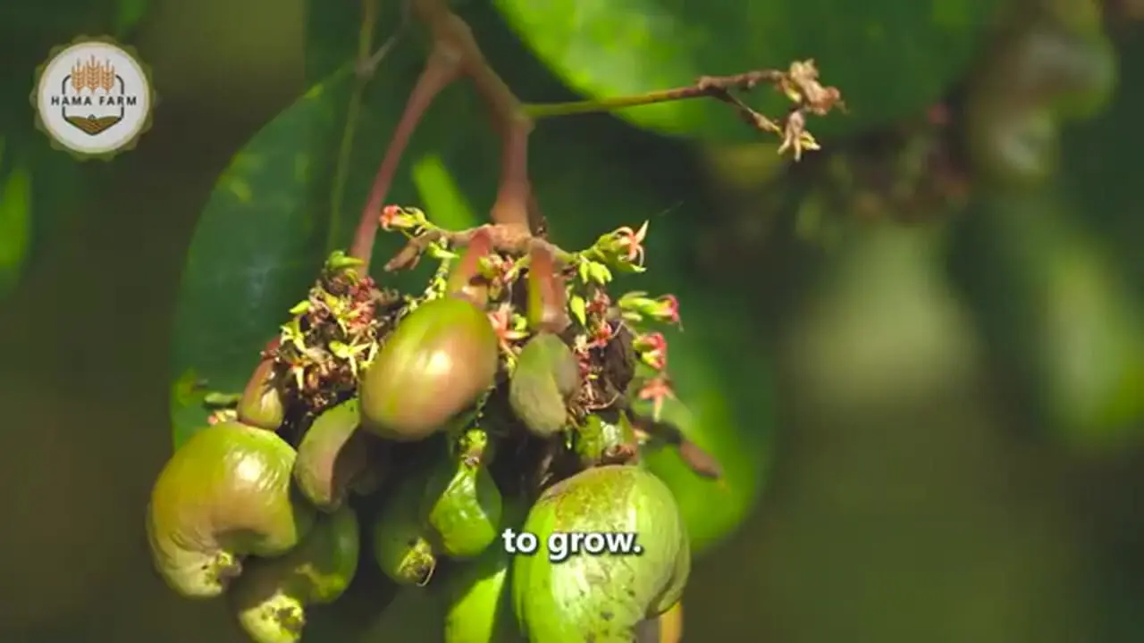 مراحل برداشت و فرآوری صدها تن گواوا در تایوان