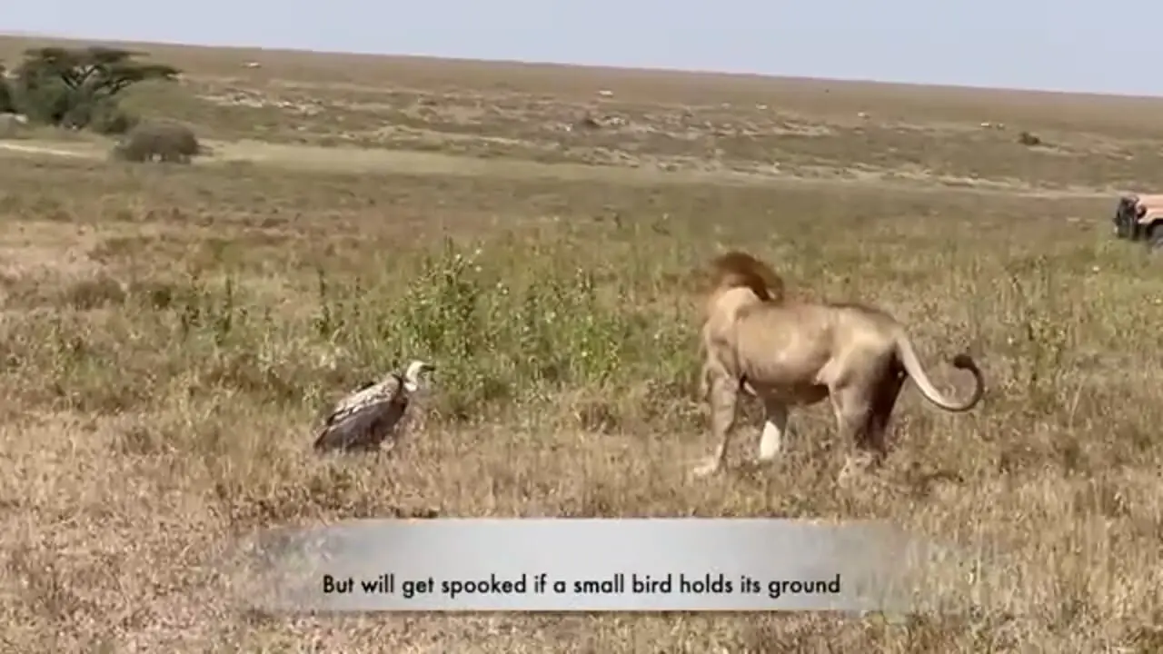 ببینید| شجاعت و مقاومت دیدنی کرکس در مقابل حمله شیر 