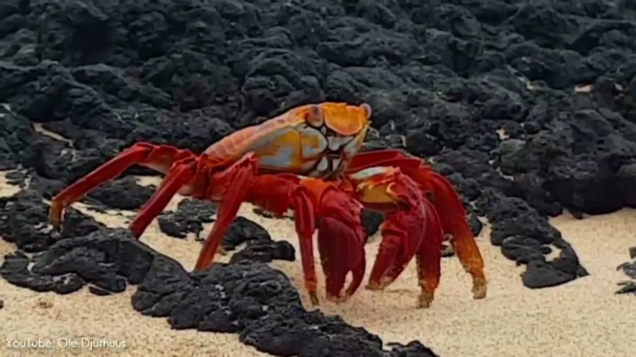 خرچنگ سالی لایت فوت؛ زیباترین خرچنگ جهان