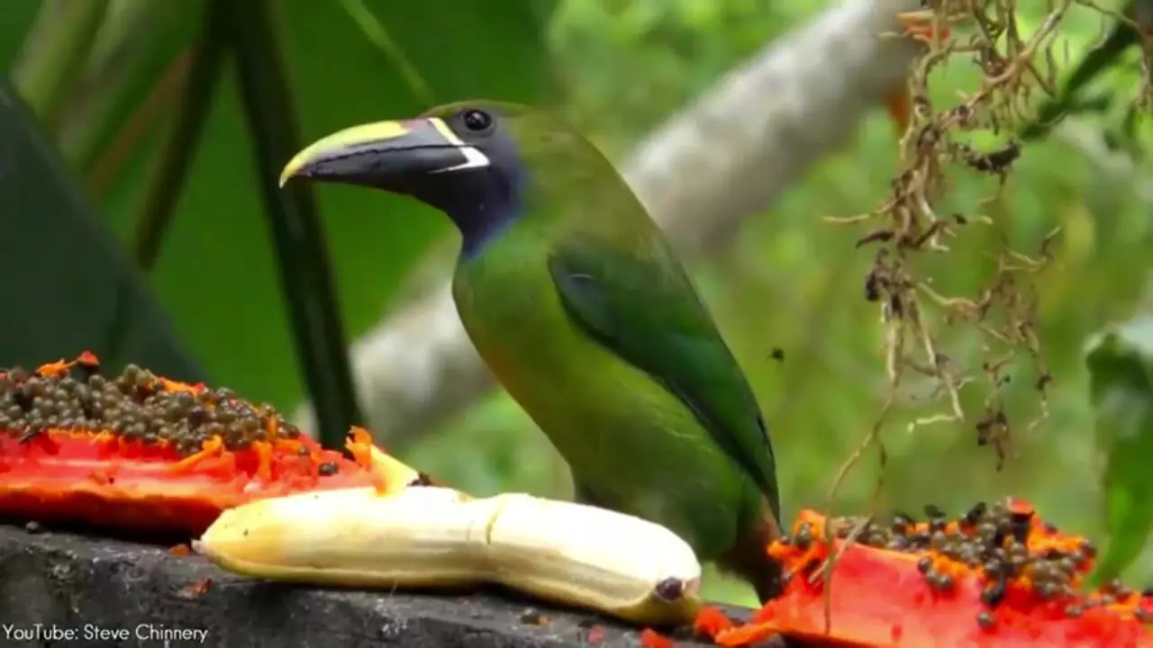 ببینید| 10 گونه از زیباترین  و رنگارنگ ترین توکان های جهان