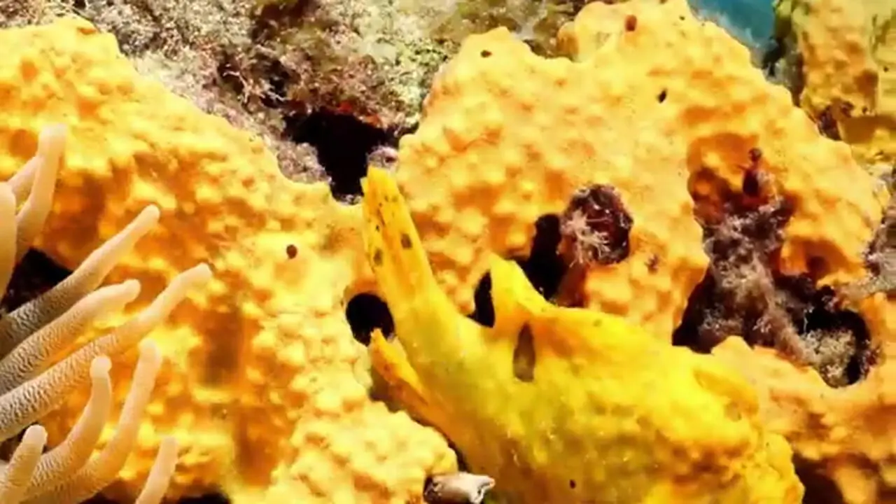 یکی از زشت ترین ماهی های دنیا؛ قورباغه ماهی، شکارچی باهوش و حیله گر