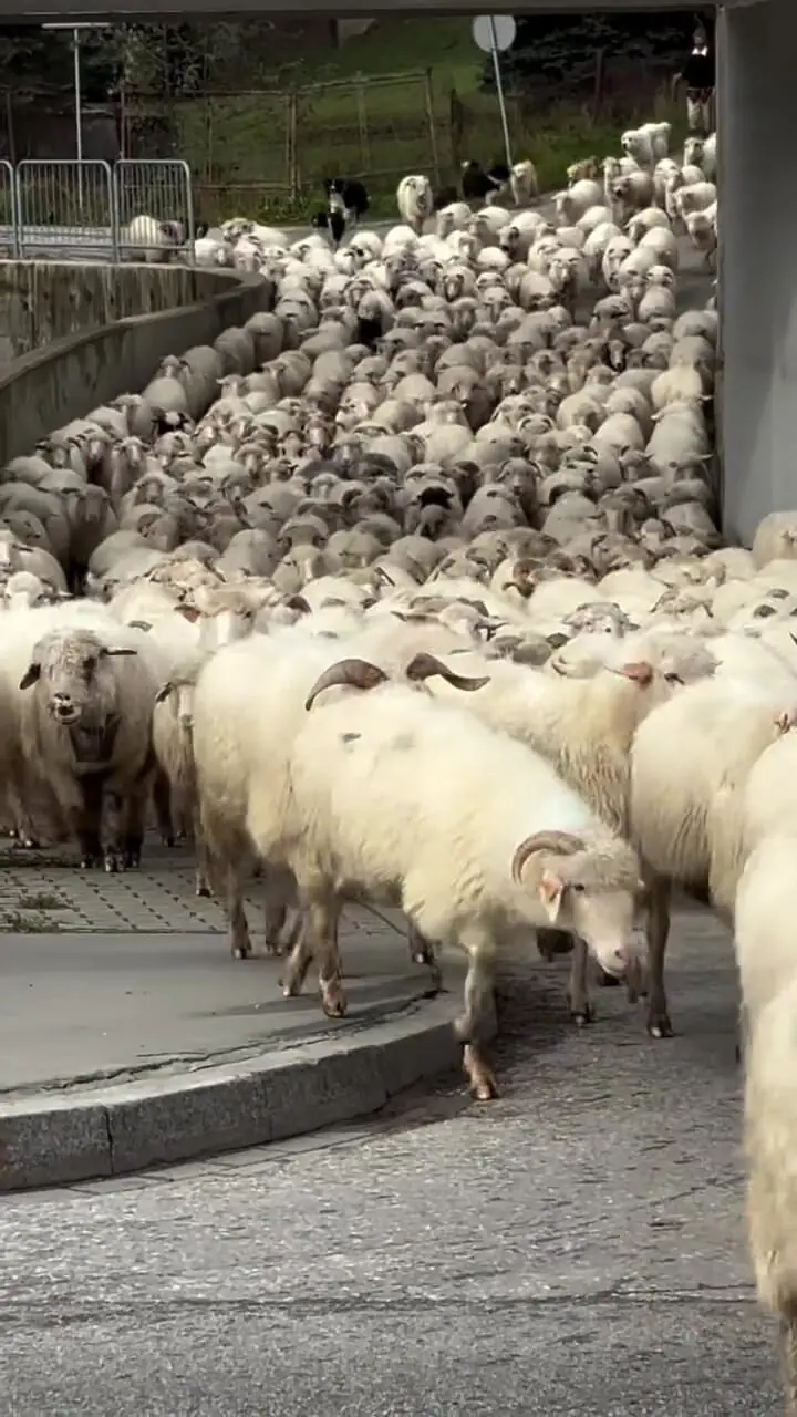 ببینید؛ صبوری و احترام رانندگان در لهستان برای عبور گلهای از گوسفندان از جاده!