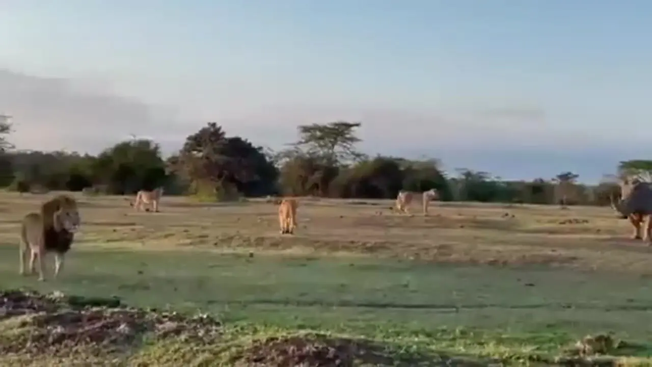 مقاومت دیدنی یک کرگدن در برابر دسته شیرهای گرسنه