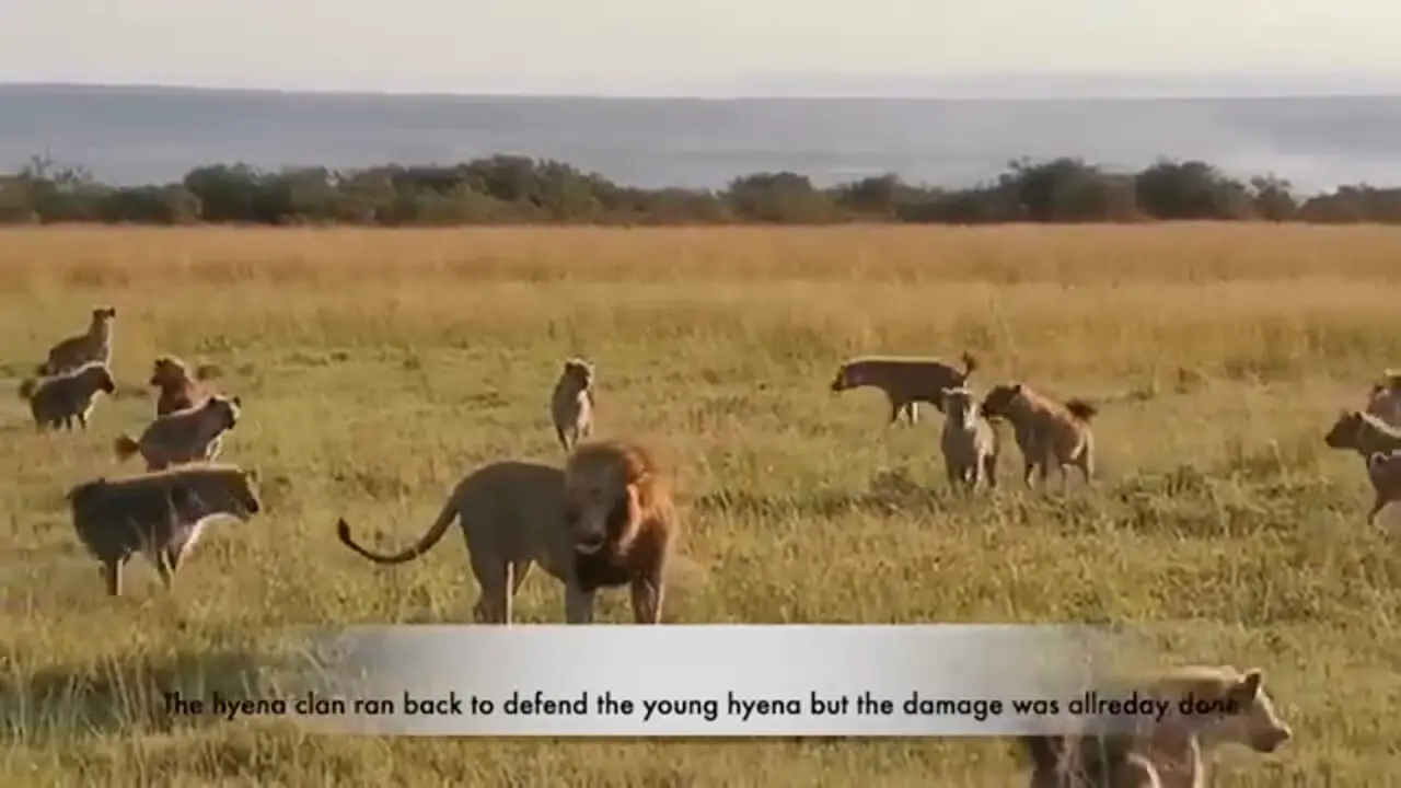 حمله شجاعانه «شیر نر» به دسته بزرگ کفتارها