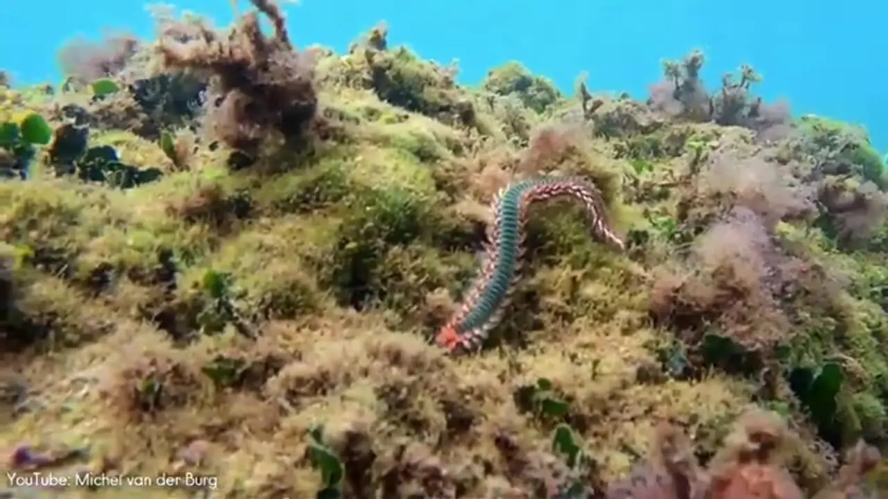 ببنیید| ساندورم؛ زیباترین کِرم کره زمین