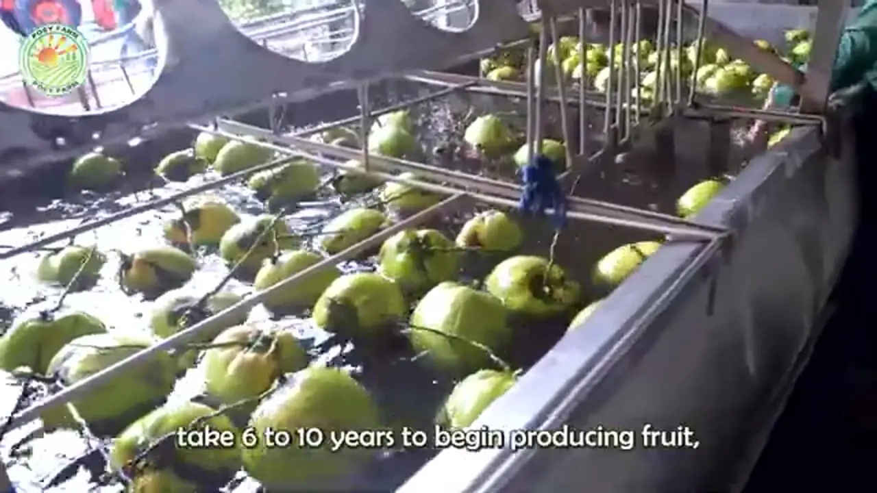 ببینید| چگونه کشاورزان تایلندی هزاران تن نارگیل را برداشت می کنند؟