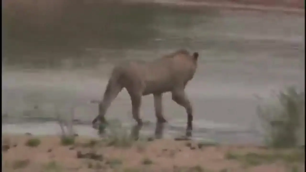 حمله شوکه کننده «کروکودیل» به شیر نری که در حال عبور از رودخانه بود!