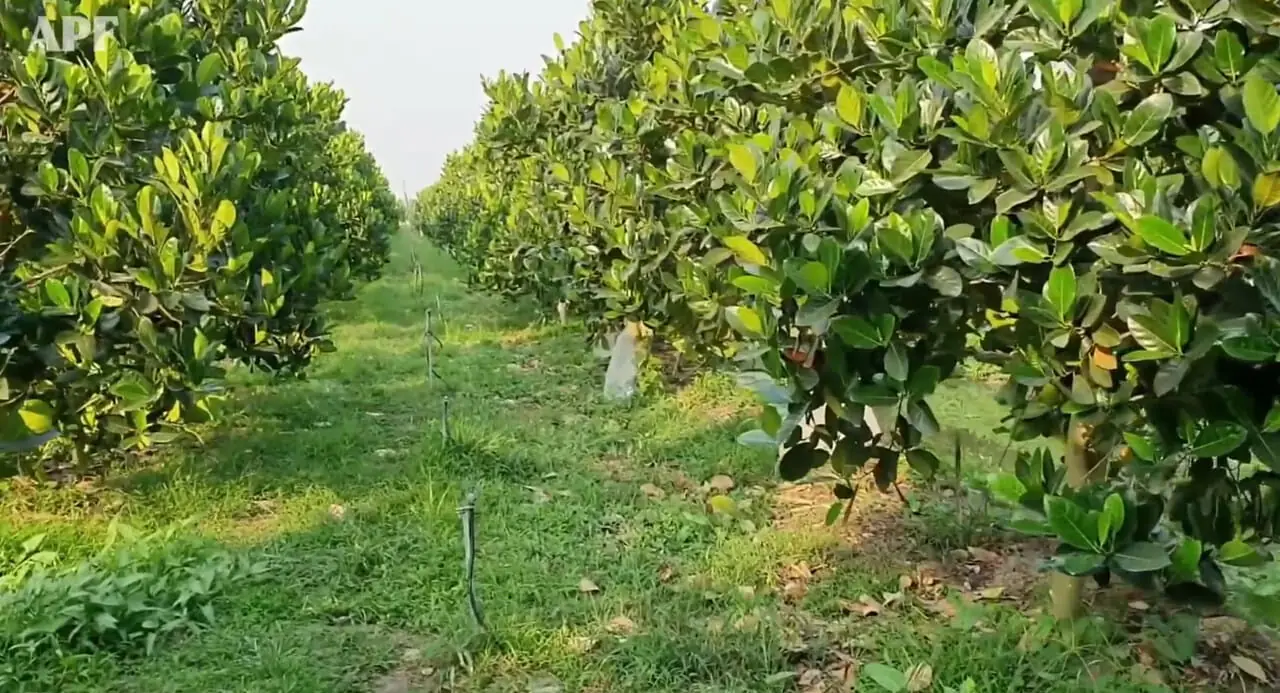 چگونه چینی ها با ماشین آلات مدرن هزاران تن فلفل را برداشت می کنند؟