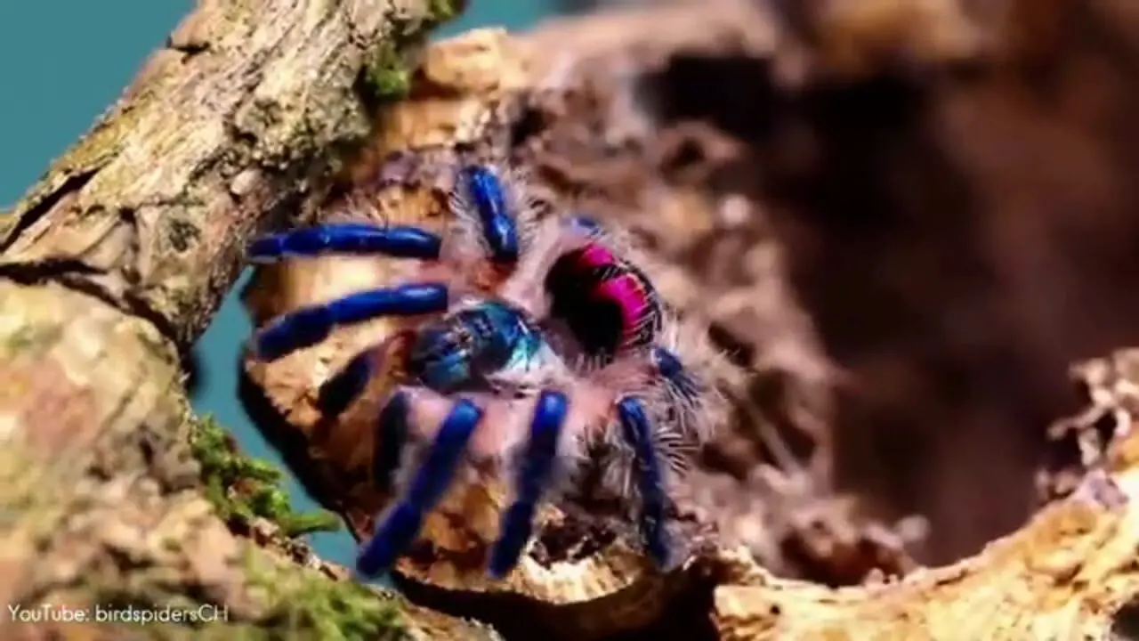 ببینید| 5 گونه از زیباترین عنکبوت های دنیا از بین 49 هزار گونه کشف شده!