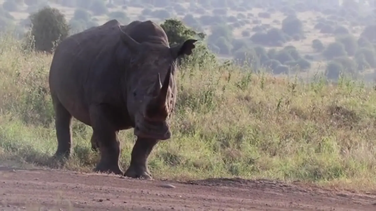 تلاش یک شیر شجاع برای شکار کرگدن 2 تنی!