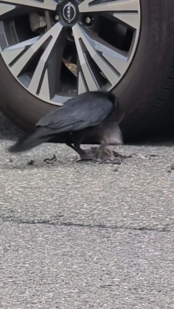 کلاغ با بیرحمی یک پرنده را زجرکش کرد