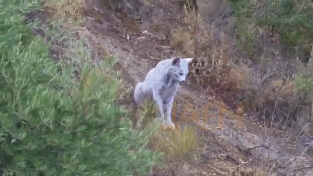 ثبت تصویر نخستین سیاهگوش سفید ایبری در جهان