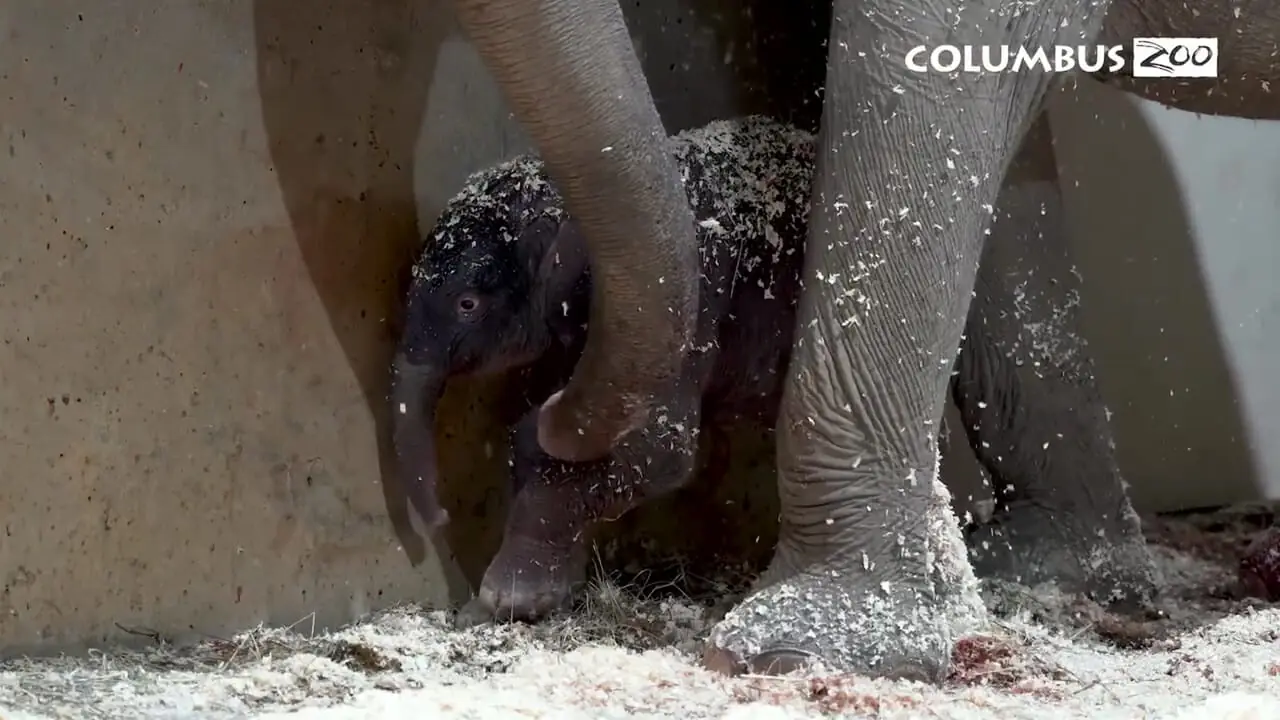 تولد تاریخی دومین بچه فیل آسیایی در باغوحش کلمبوس آمریکا