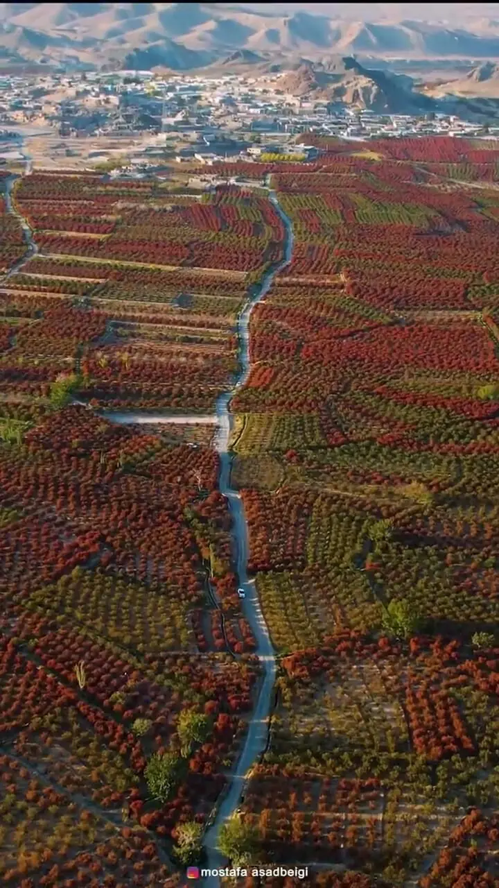 تصاویر هوایی بزرگترین باغ زرشک جهان در خراسان
