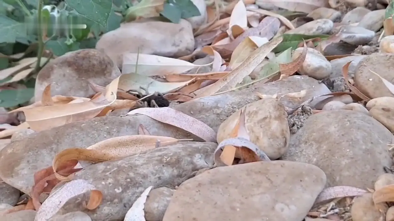 ببینید؛ تصاویری شگفت‌انگیز از مادری یک عنکبوت