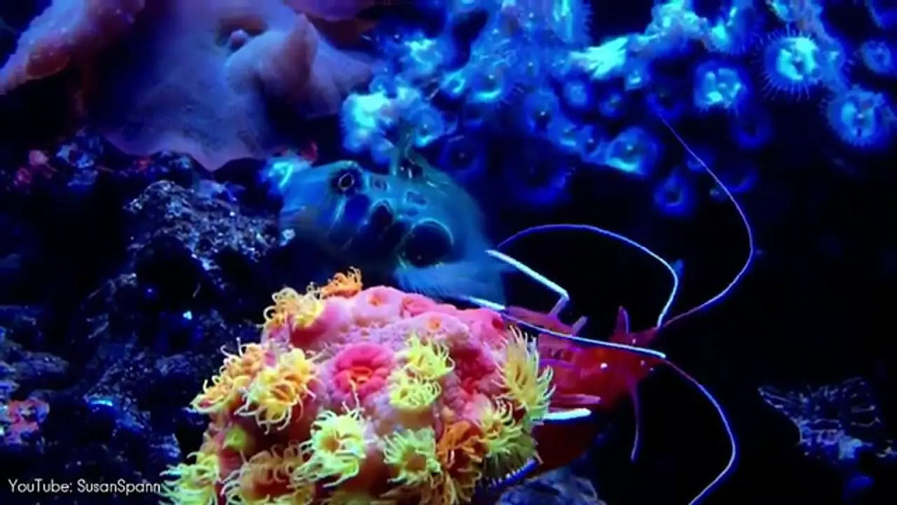 ببینید| 10 گونه از زیباترین میگوهای کشف شده در جهان