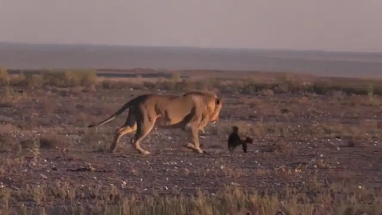 ببینید| مقاوت دیدنی یک گورکن عسل خوار در برابر حمله یک شیر گرسنه