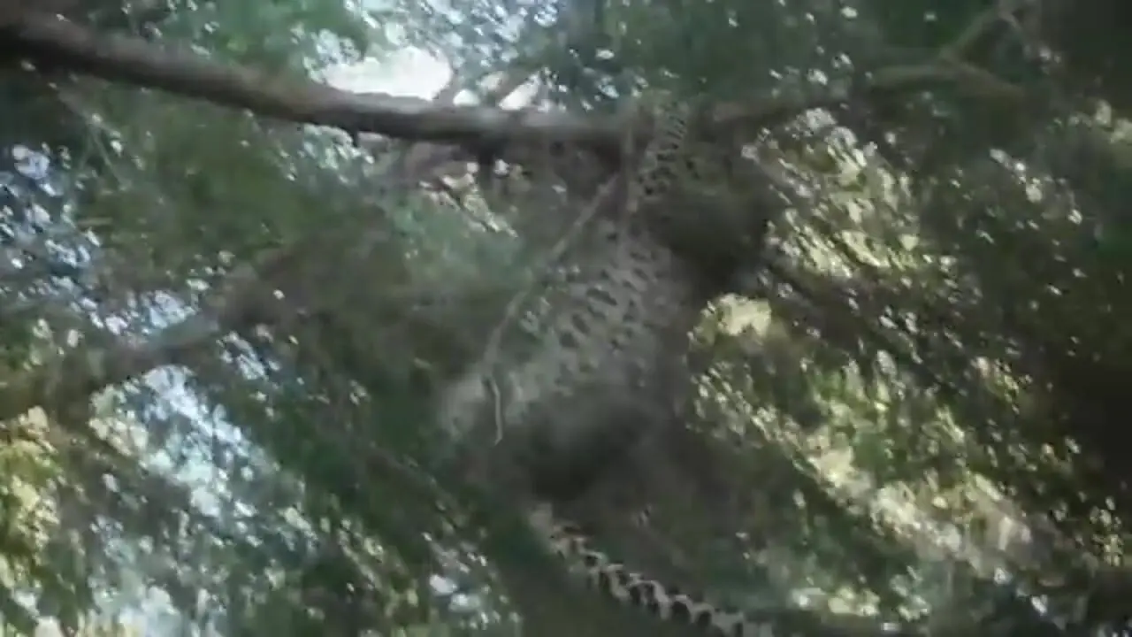 ببینید| مبارزه دیدنی «بابون» و «پلنگ» روی درخت