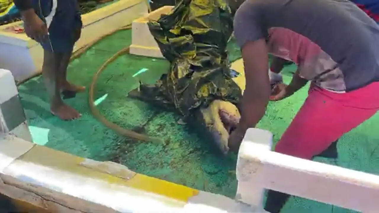 ببینید| صید تعداد زیادی کوسه گاوی و ببری و برش زدن آن ها در بندری در سریلانکا