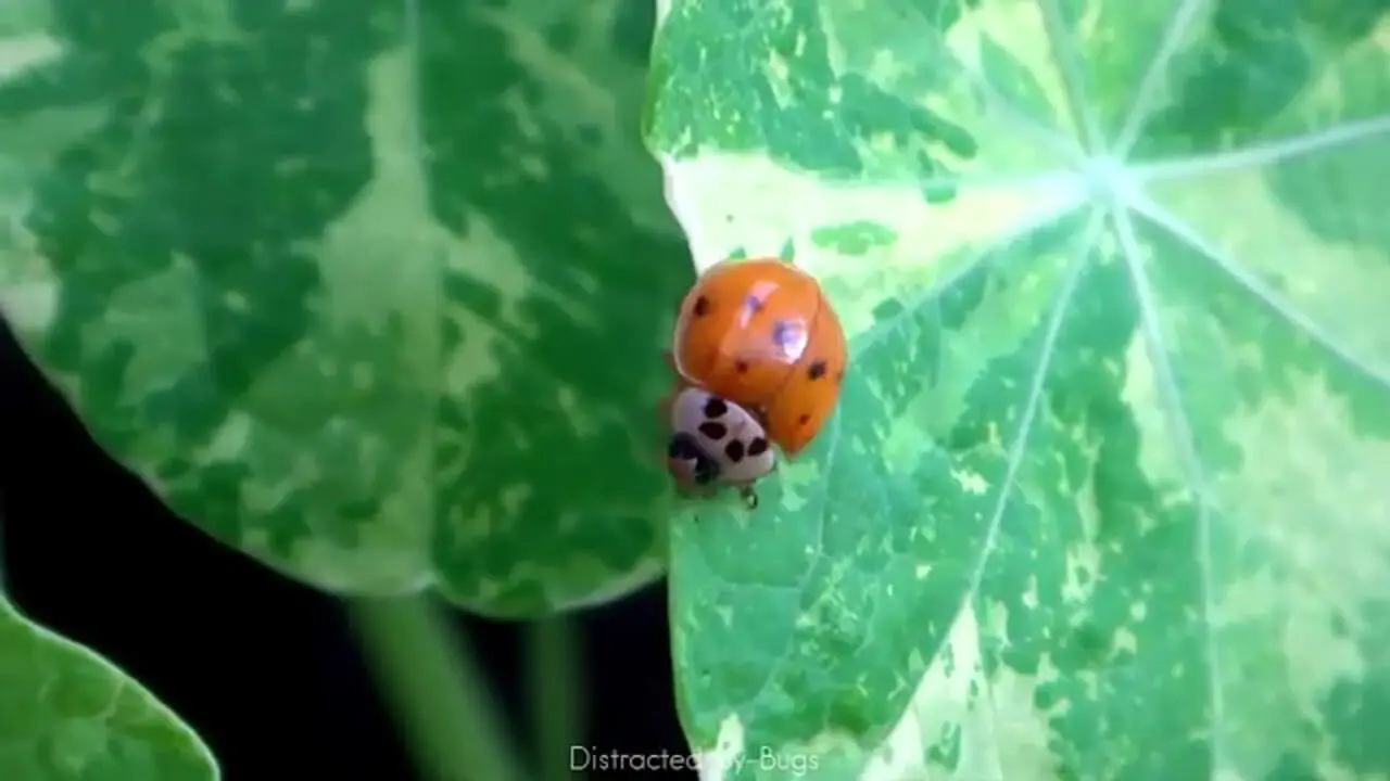 ببنیید| 10 گونه از زیباترین کفشدوزک های جهان از میان 6000 گونه کشف شده