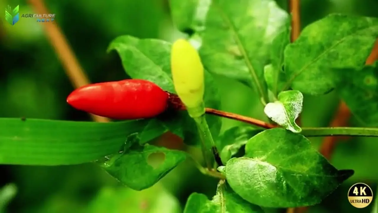 مراحل کاشت و برداشت فلفل قلمی و تولید پودر فلفل در چین