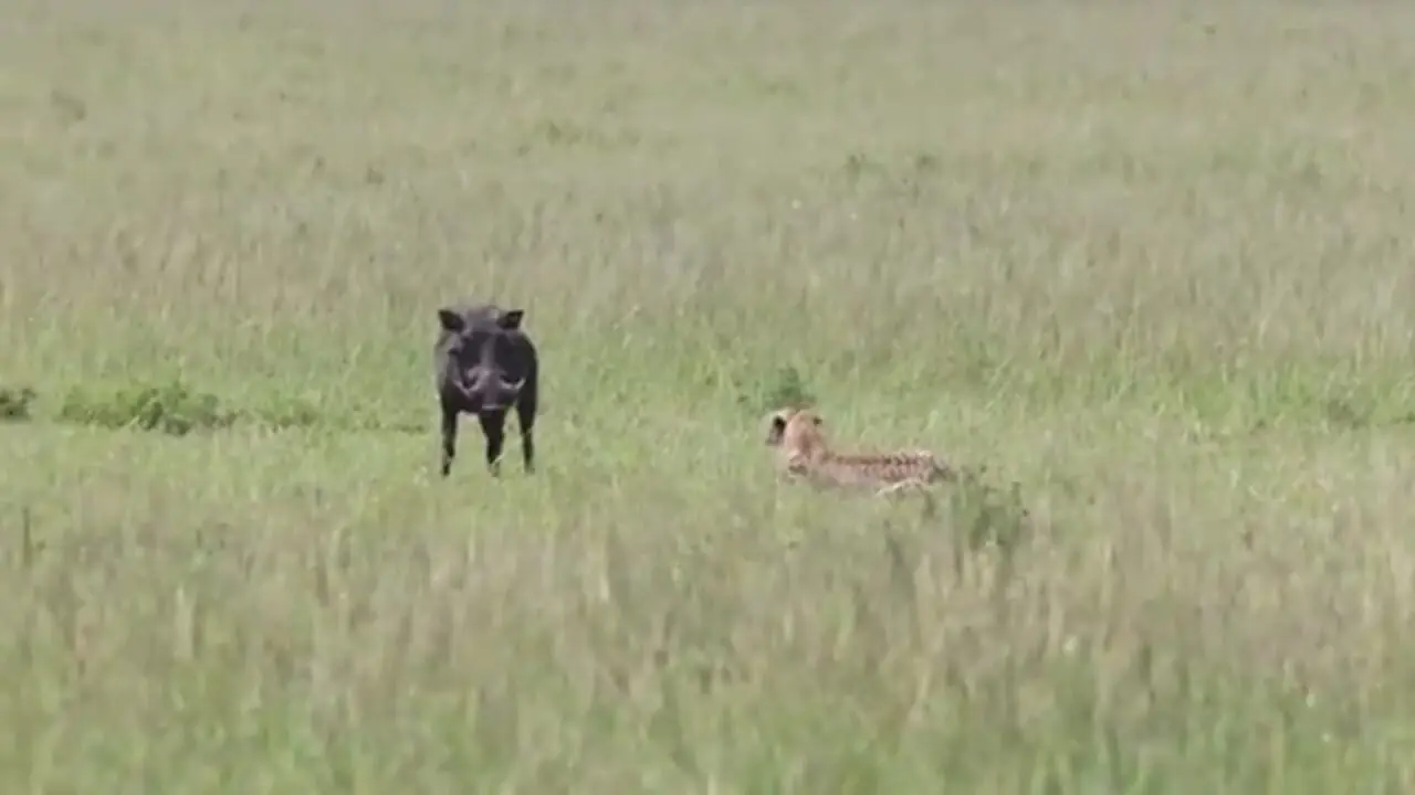 وقتی گزار حواس پرت وارد دام شکارچی اش می شود!