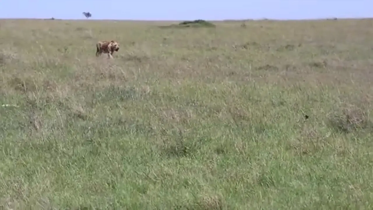 وقتی که شیرها با حمله مخفیانه گورخر بی نوا را غافلگیر کردند!